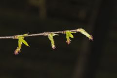 American Hornbeam, Carpinus caroliniana