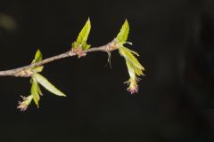 American Hornbeam, Carpinus caroliniana