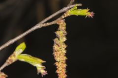 American Hornbeam, Carpinus caroliniana