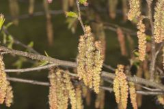 American Hornbeam, Carpinus caroliniana