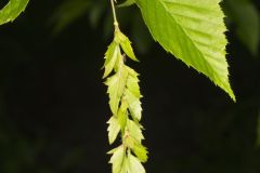 American hornbeam, Carpinus caroliniana