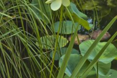 American Lotus,  Nelumbo lutea