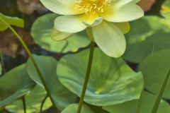 American Lotus,  Nelumbo lutea