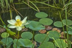 American Lotus,  Nelumbo lutea