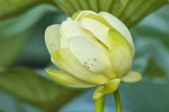 American Lotus,  Nelumbo lutea