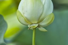 American Lotus,  Nelumbo lutea