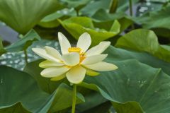 American Lotus,  Nelumbo lutea