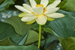 American Lotus,  Nelumbo lutea