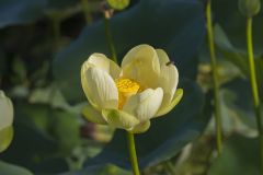 American Lotus,  Nelumbo lutea