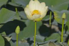 American Lotus,  Nelumbo lutea