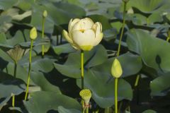 American Lotus,  Nelumbo lutea