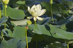 American Lotus,  Nelumbo lutea