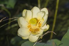 American Lotus,  Nelumbo lutea