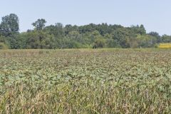 American Lotus,  Nelumbo lutea