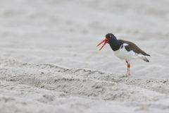 American Oystercatcher, Haematopus palliatus