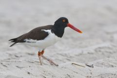 American Oystercatcher, Haematopus palliatus