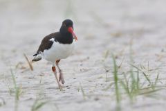 American Oystercatcher, Haematopus palliatus