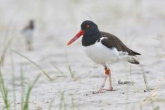 American Oystercatcher, Haematopus palliatus