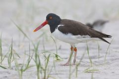 American Oystercatcher, Haematopus palliatus