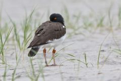 American Oystercatcher, Haematopus palliatus