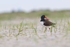 American Oystercatcher, Haematopus palliatus