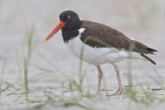 American Oystercatcher, Haematopus palliatus