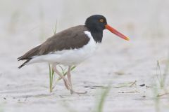 American Oystercatcher, Haematopus palliatus