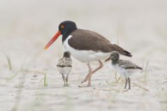 American Oystercatcher, Haematopus palliatus