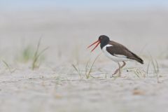 American Oystercatcher, Haematopus palliatus