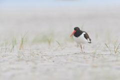 American Oystercatcher, Haematopus palliatus