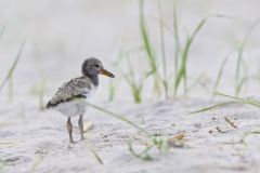 American Oystercatcher, Haematopus palliatus