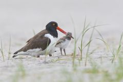 American Oystercatcher, Haematopus palliatus