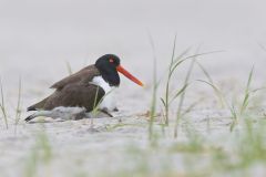 American Oystercatcher, Haematopus palliatus