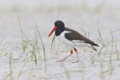 American Oystercatcher, Haematopus palliatus