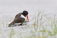 American Oystercatcher, Haematopus palliatus