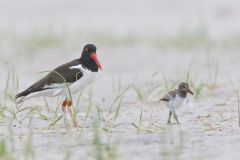 American Oystercatcher, Haematopus palliatus