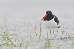 American Oystercatcher, Haematopus palliatus