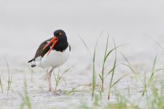 American Oystercatcher, Haematopus palliatus