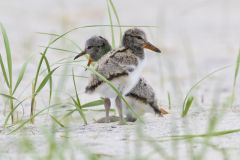 American Oystercatcher, Haematopus palliatus