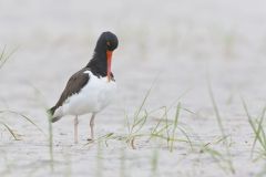 American Oystercatcher, Haematopus palliatus