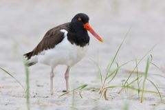 American Oystercatcher, Haematopus palliatus