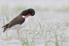 American Oystercatcher, Haematopus palliatus