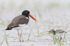 American Oystercatcher, Haematopus palliatus