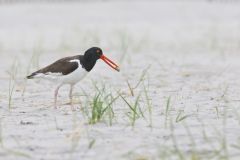 American Oystercatcher, Haematopus palliatus