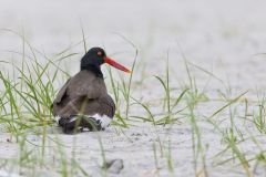 American Oystercatcher, Haematopus palliatus