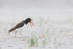 American Oystercatcher, Haematopus palliatus