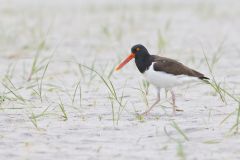 American Oystercatcher, Haematopus palliatus