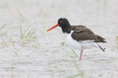 American Oystercatcher, Haematopus palliatus