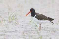 American Oystercatcher, Haematopus palliatus