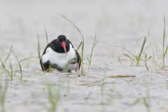 American Oystercatcher, Haematopus palliatus